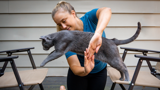 Cat Training