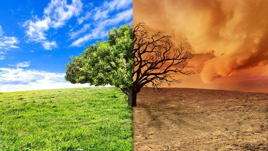 Climate Change Adaptation and Resilience - Certified Course